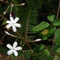 Jasminum polyanthum Franch.